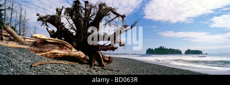 Driftwood giacente sulla spiaggia, Rialto Beach, Parco Nazionale di Olympic, costa ovest della Penisola Olimpica, nello Stato di Washington, USA Foto Stock