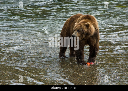 Un orso bruno (Orso grizzly) (Ursus arctos) mangia un salmone lungo il fiume Brooks di Katmai National Park, Alaska. Foto Stock