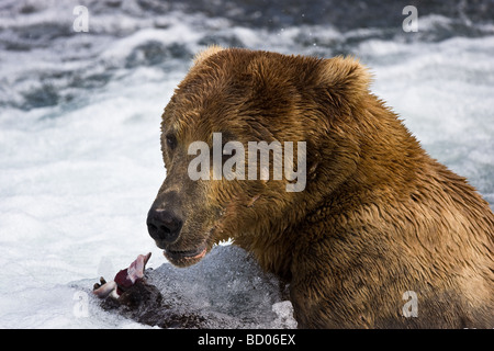 Un orso bruno (Orso grizzly) (Ursus arctos) mangia un salmone nel fiume Brooks di Katmai National Park, Alaska. Foto Stock