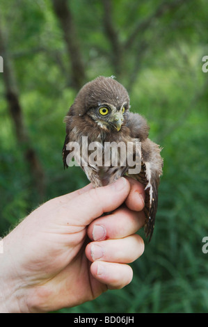 Biologo della fauna selvatica di bande e condurre la ricerca sui gufi pigmeo azienda giovane owl Willacy County Rio Grande Valley Texas USA Foto Stock