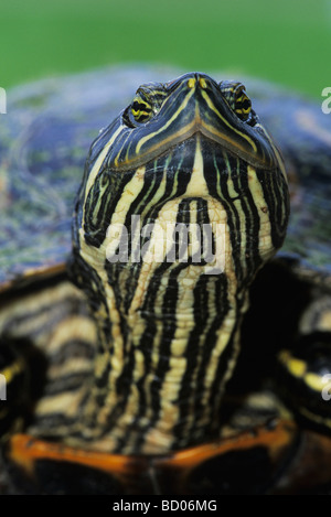 Red eared Slider Trachemys scripta elegans adulto Lago Corpus Christi Texas USA Maggio 2003 Foto Stock