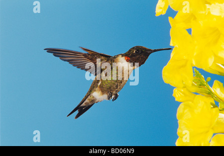 Alimentazione maschio su giallo fiore a campana Tecoma stans New Braunfels Texas USA Settembre 2005 Foto Stock