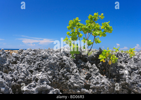 Rocce della barriera corallina in Rangiroa, Arcipelago Tuamotu, Polinesia Francese Foto Stock