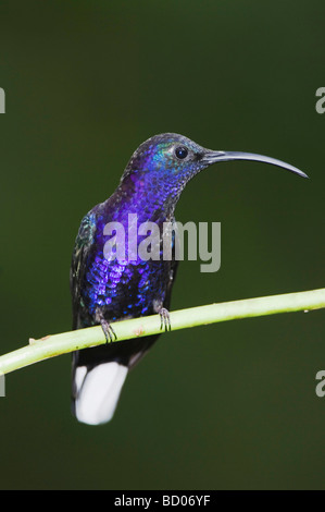 Violet Sabrewing Largipennis maschio hemileucurus appollaiato Valle Centrale Costa Rica America Centrale Dicembre 2006 Foto Stock