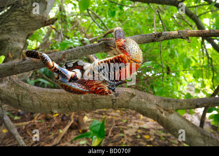 Il granchio del cocco, Fakarava, Arcipelago Tuamotu, Polinesia Francese Foto Stock