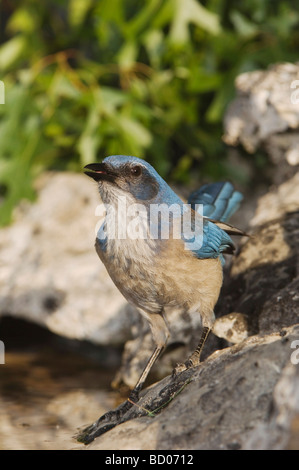 Western Scrub Jay Aphelocoma californica adulto bere da molla laghetto alimentato Uvalde County Hill Country Texas USA Foto Stock