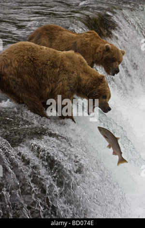 Un orso bruno (Ursus arctos)raggiunge per la cattura di un salto al salmone Brooks Falls, Katmai National Park, Alaska. Foto Stock