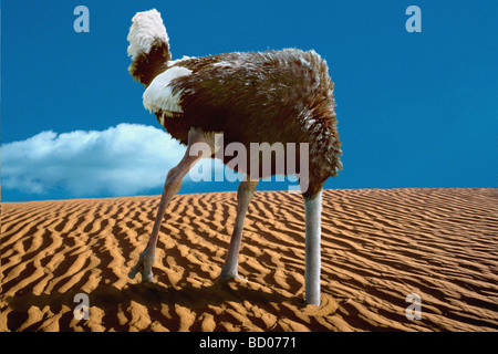 Testa di struzzo in sabbia Foto Stock