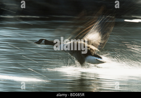 Branta canadensis Foto Stock