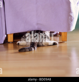 British Shorthair kitten sotto una tovaglia Foto Stock