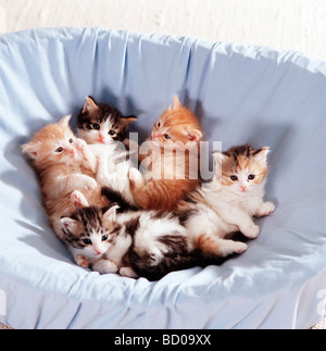 Cinque British Shorthair kitten in un cestello Foto Stock