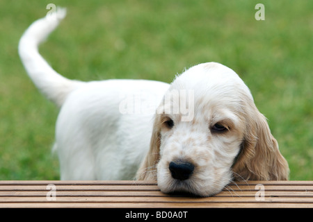 Orange Stefano inglese Cocker Spaniel cucciolo di età superiore a dodici settimane a giocare fuori. Foto Stock