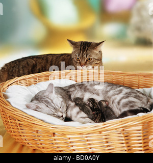 British Shorthair. Regina con i giovani in un cestello, tomcat guardando curioso Foto Stock