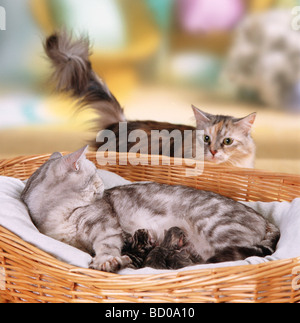 British Shorthair con gattino Foto Stock