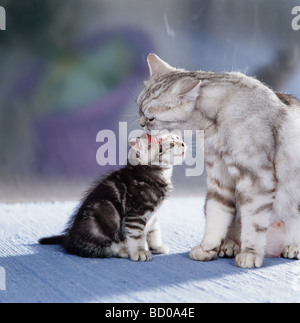 British Shorthair con gattino Foto Stock