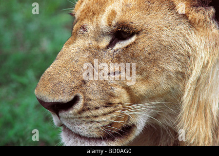 In prossimità della faccia del giovane maschio lion mostra baffi baffo di macchie e faccia cicatrice Masai Mara riserva nazionale del Kenya Africa orientale Foto Stock