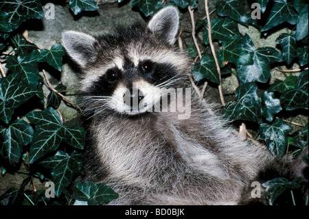 Carino wild baby raccoon (Procione lotor) seduti nel giardino inglese di Edera rendendo il contatto visivo Midwest USA Foto Stock