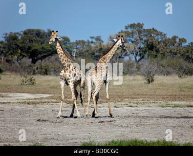 Due giovani giraffe maschio all'inizio di strizione in Savute/area di Savuti di Chobe National Park in Botswana, Sud Africa Foto Stock