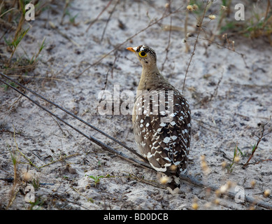 Maschio a doppia Sandgrouse nastrati, Pterocles bicinctus, Botswana Foto Stock