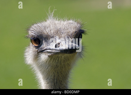 Femmina (struzzo Struthio camelus) ritratto Foto Stock