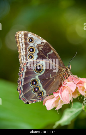 Gigante farfalla Civetta (Caligo eurilochus) America Centrale e America del Sud Foto Stock