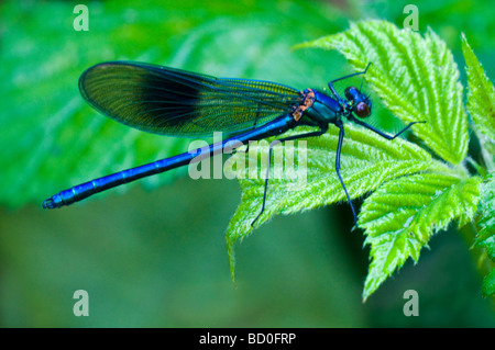 Nastrare Demoiselle Calopteryx splendens visto su una foglia di ortica dal fiume Salwarpe in Worcestershire Foto Stock