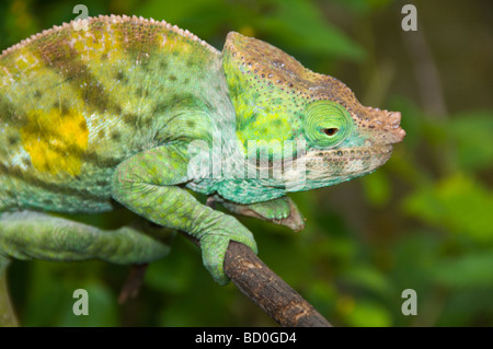 Parson's chameleon (Calumma parsonii) in Andasibe Parco nazionale del Madagascar Foto Stock