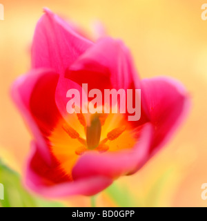 Tulip contemporaneo molla epitomising arte fotografia Jane Ann Butler JABP Fotografia273 Foto Stock