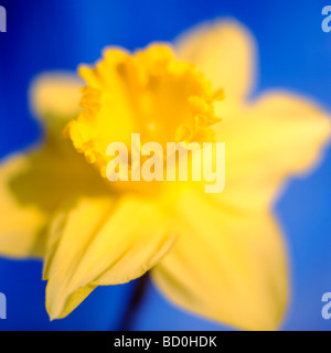 Epitome di una primavera daffodil arte fotografia Jane Ann Butler JABP Fotografia286 Foto Stock