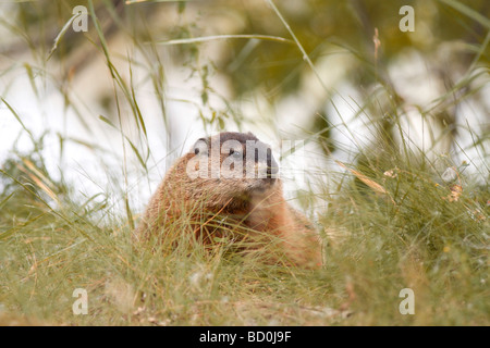 La marmotta o marmotta in erba in Canada. Animale selvaggio nella foresta. Foto Stock