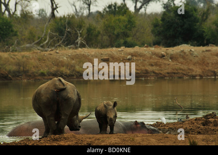 Hlane Royal National Park, Swaziland, White Rhino, Ceratotheriu simum, madre, baby, in piedi accanto a dormire Ippona, Hippopotamus amphibius, safari Foto Stock