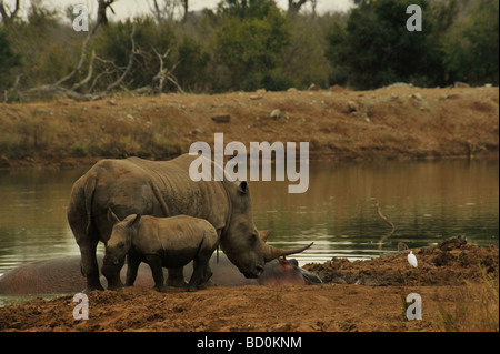 Hlane Royal National Park, Swaziland, femmina e del polpaccio, White Rhino, Ceratotherium simum, in piedi accanto a Ippona, Hippopotamus amphibius, a waterhole Foto Stock