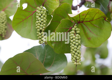 I Cluster Sea-Grape Foto Stock