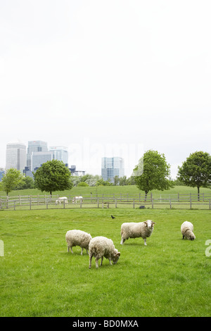 Pecore in un campo in Mudchute Park e la fattoria con i grattacieli di Canary Wharf in background Foto Stock