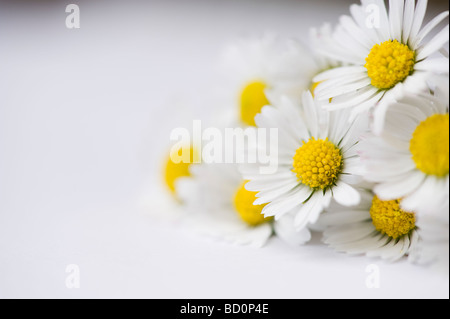 Comune di fiori a margherita, Bellis perennis Foto Stock