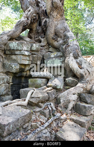 Tempio di Angkor, Cambogia ricoperta da radici di albero Foto Stock