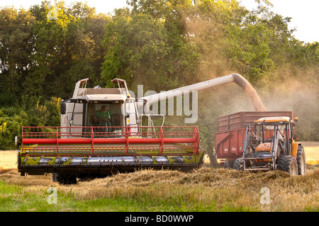 Claas Lexion 540 Mietitrebbia scaricare la granella in trailer - Indre-et-Loire, Francia. Foto Stock