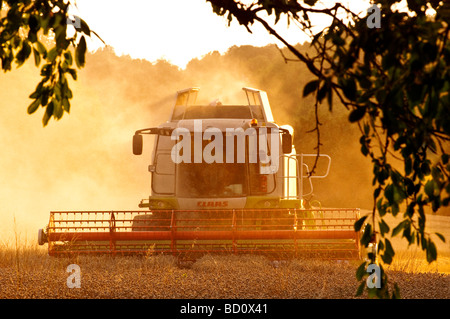 In tarda serata la luce sul Claas Lexion 540 Mietitrebbia - Indre-et-Loire, Francia. Foto Stock