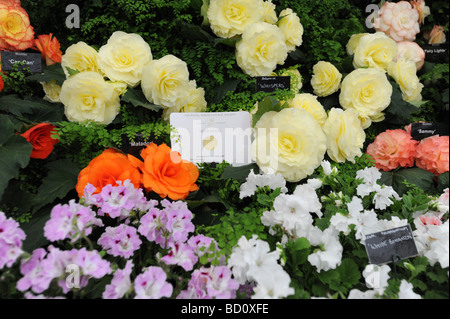 Visualizzazione dei fiori ad RHS Tatton Park flower show Knutsford Cheshire Foto Stock