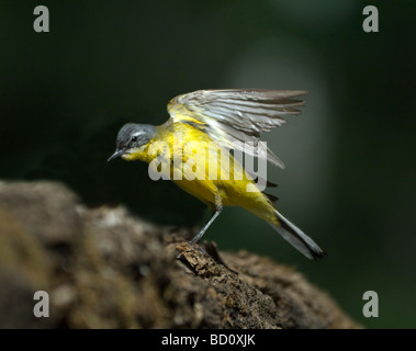 Wagtail giallo Motacilla flava Ungheria Foto Stock