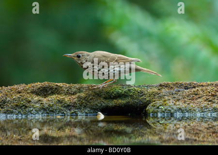 Tordo bottaccio Turdus philomelos Ungheria Foto Stock