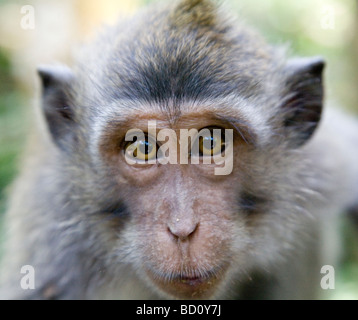 Lungo Balinese-coda Macaque in Ubud, Bali, Indonesia Foto Stock