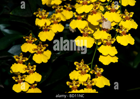 Dancing Ladies orchidee, Oncidium Gower Ramsey, Orchidaceae Foto Stock