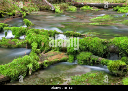 Big Spring Creek con rocce di muschio Gifford Pinchot National Forest Washington Foto Stock