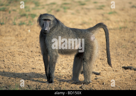 Babbuino oliva (papio anubis) Foto Stock