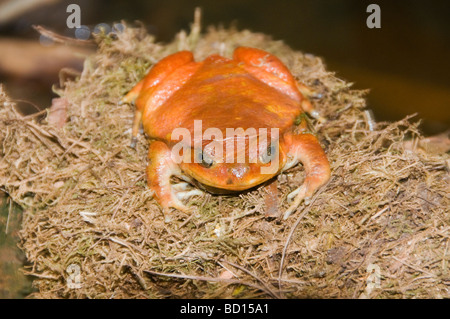 Rana pomodorro Dyscophus antongili nel nord del Madagascar Foto Stock