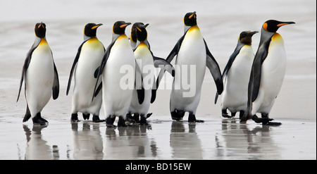 Re Penguins - appena al di fuori del mare, Volunteer Point, Isole Falkland Foto Stock