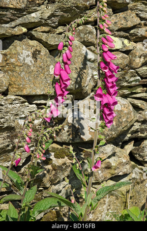 Primo piano di guanti di foxguanto viola selvatico fiori fioriti in crescita Accanto al muro di pietra a secco in estate Inghilterra Regno Unito Regno Unito GB Gran Bretagna Foto Stock