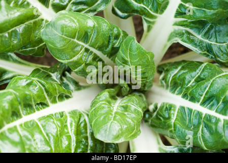 Le bietole crescente in un orto, visto dal di sopra, close-up Foto Stock