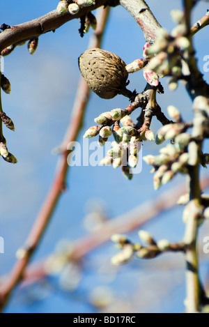 Mandorlo germogliando close-up di filiale Foto Stock